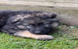 German Shepherd dogs for sale: Ready to leave 🐾 GSD Puppies - Image 30