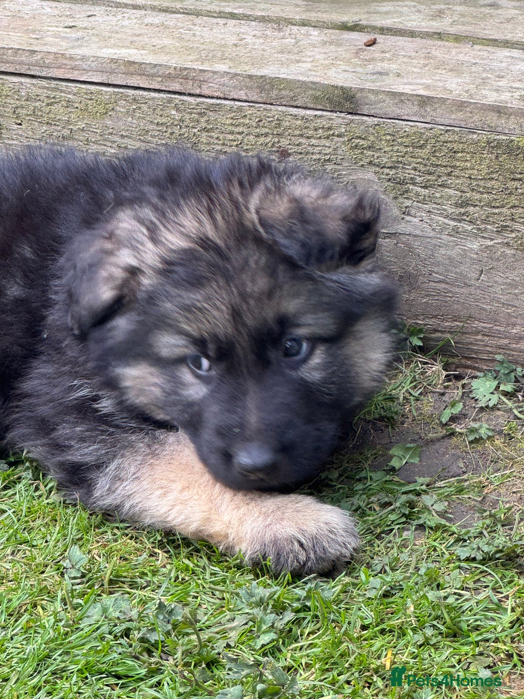 German Shepherd dogs for sale: Ready to leave 🐾 GSD Puppies - Image 30