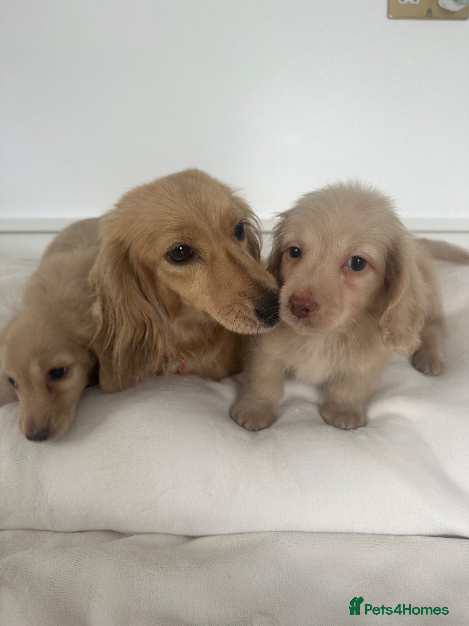 Miniature Dachshund dogs 👑CREAM LONG HAIRED DACHSHUNDS 👑 - Advert 2