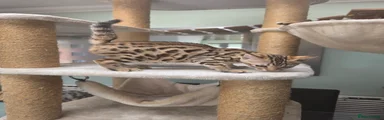 Bengal 1