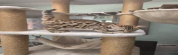 Bengal cats for sale: TICA REGISTERED BROWN ROSETTED BENGAL KITTENS  - Advert 31
