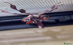 Praying Mantis invertebrates for sale: Adult female ghost mantises x2 - Image 2