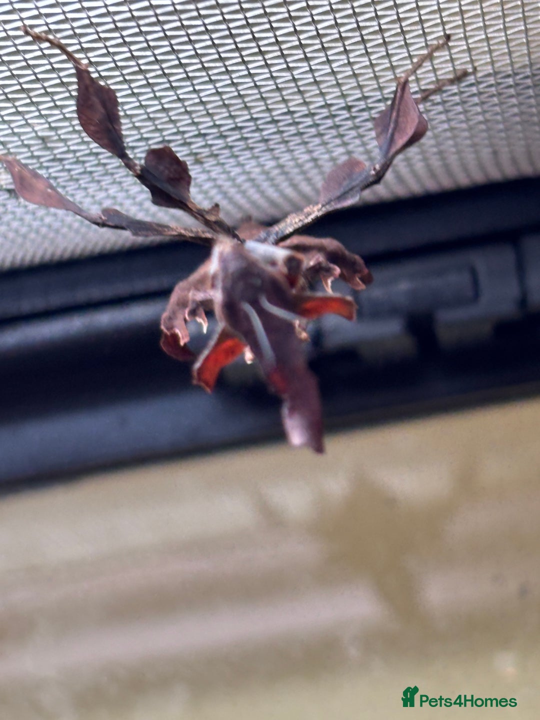 Praying Mantis invertebrates for sale: Adult female ghost mantises x2 - Image 2