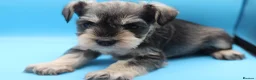Miniature Schnauzer dogs for sale: 🌟 Exceptional KC Miniature Schnauzer Puppies 🌟 - Advert 30