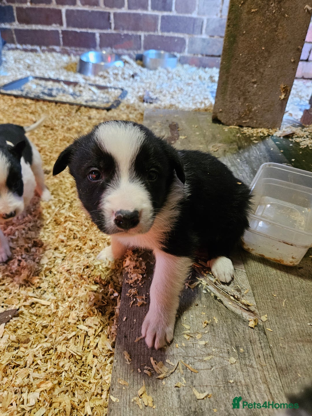 Border Collie dogs for sale: Border Collie puppies for sale  - Advert 10