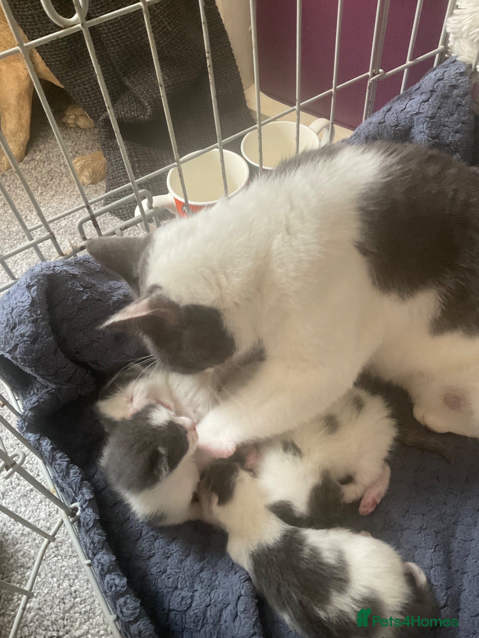 Mixed Breed cats Will be looking for homes soon - Advert 1