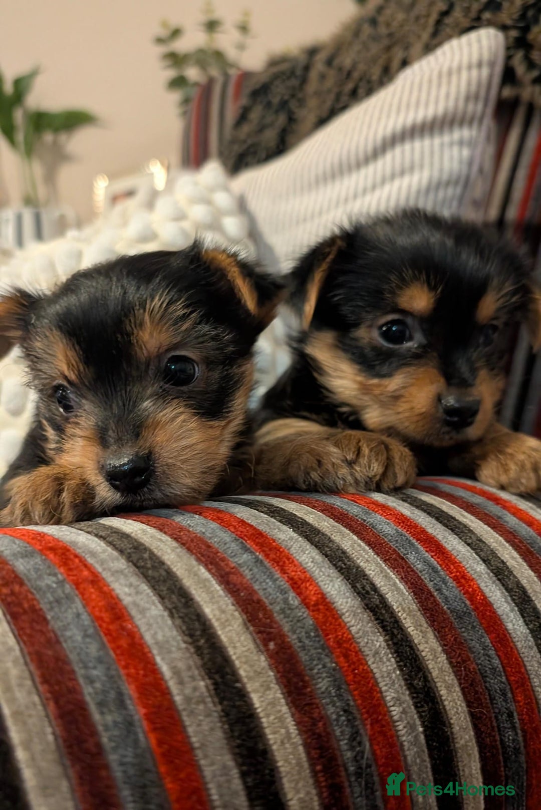 Yorkshire Terrier dogs for sale: Pure Yorkshire Terrier Puppies  - Advert 6