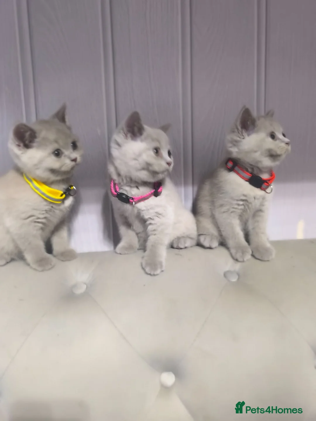British Shorthair cats for sale: Stunning lilac kittens - Advert 2