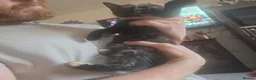 Mixed Breed cats for sale: 4 gorgeous Kittens Avaliable  - Advert 5