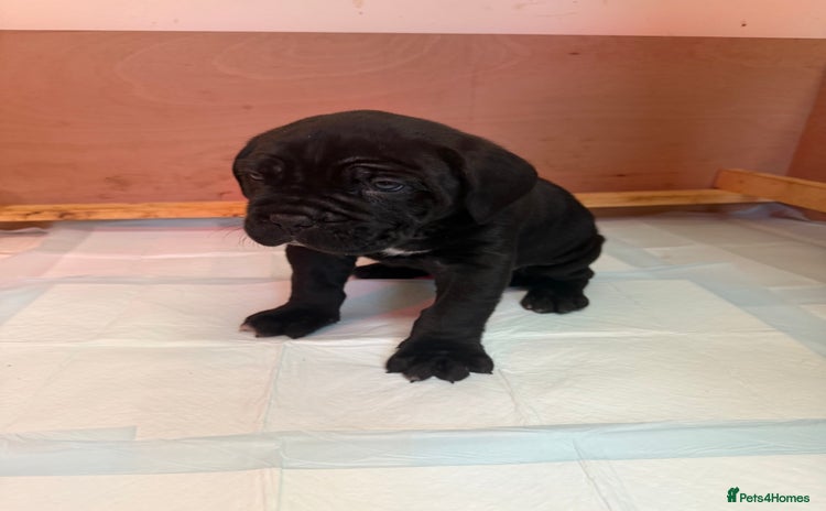 Cane Corso dogs - Advert 14