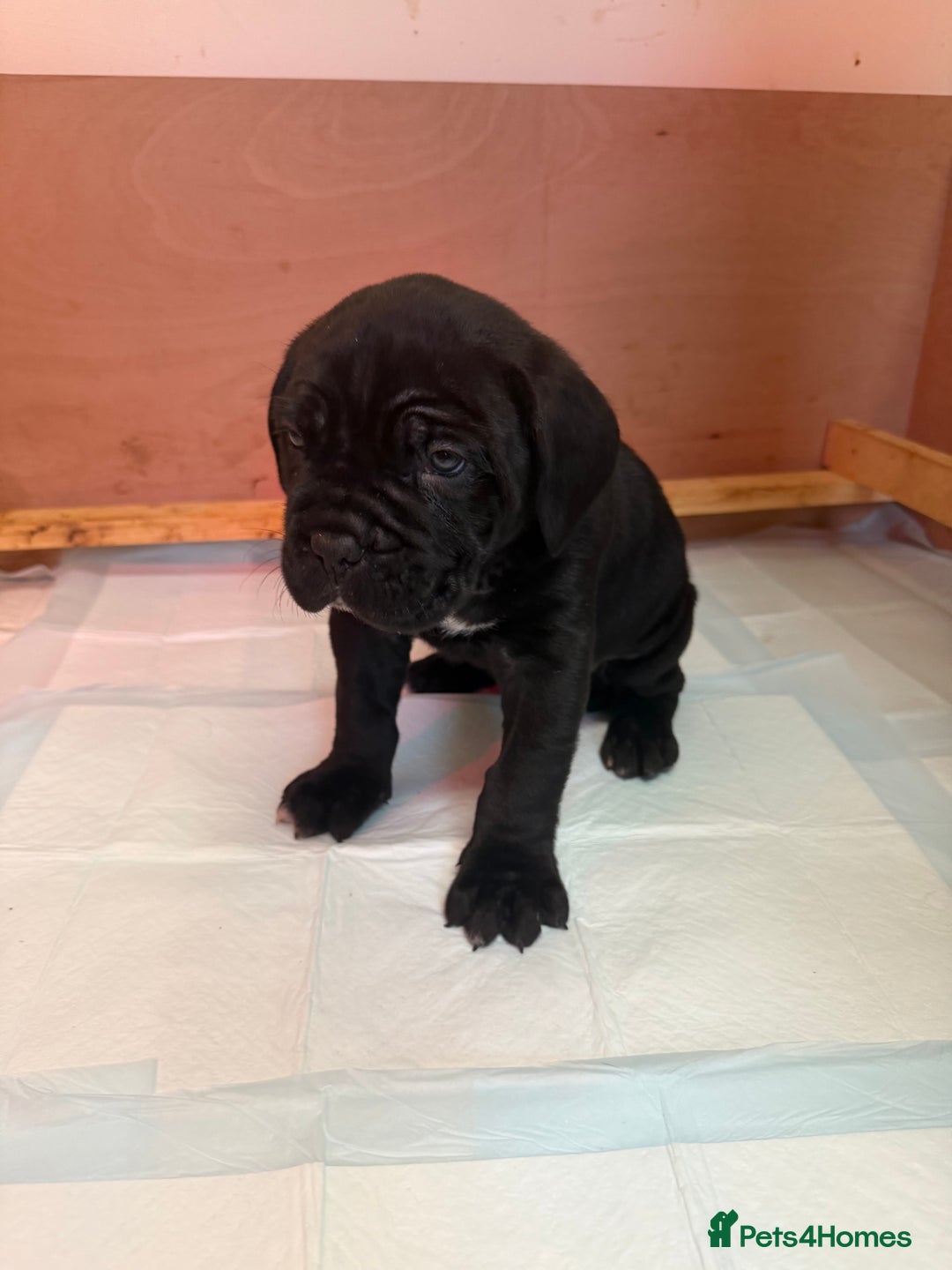 Cane Corso dogs for sale: *PRICE DROP* HUGE STUNNING FULL PEDIGREE FEMALES - Advert 11