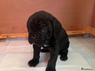 Cane Corso dogs - Advert 14