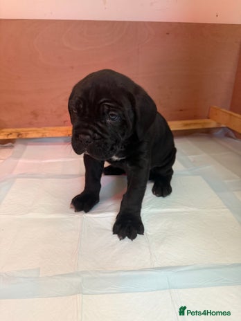 Cane Corso dogs - Advert 17