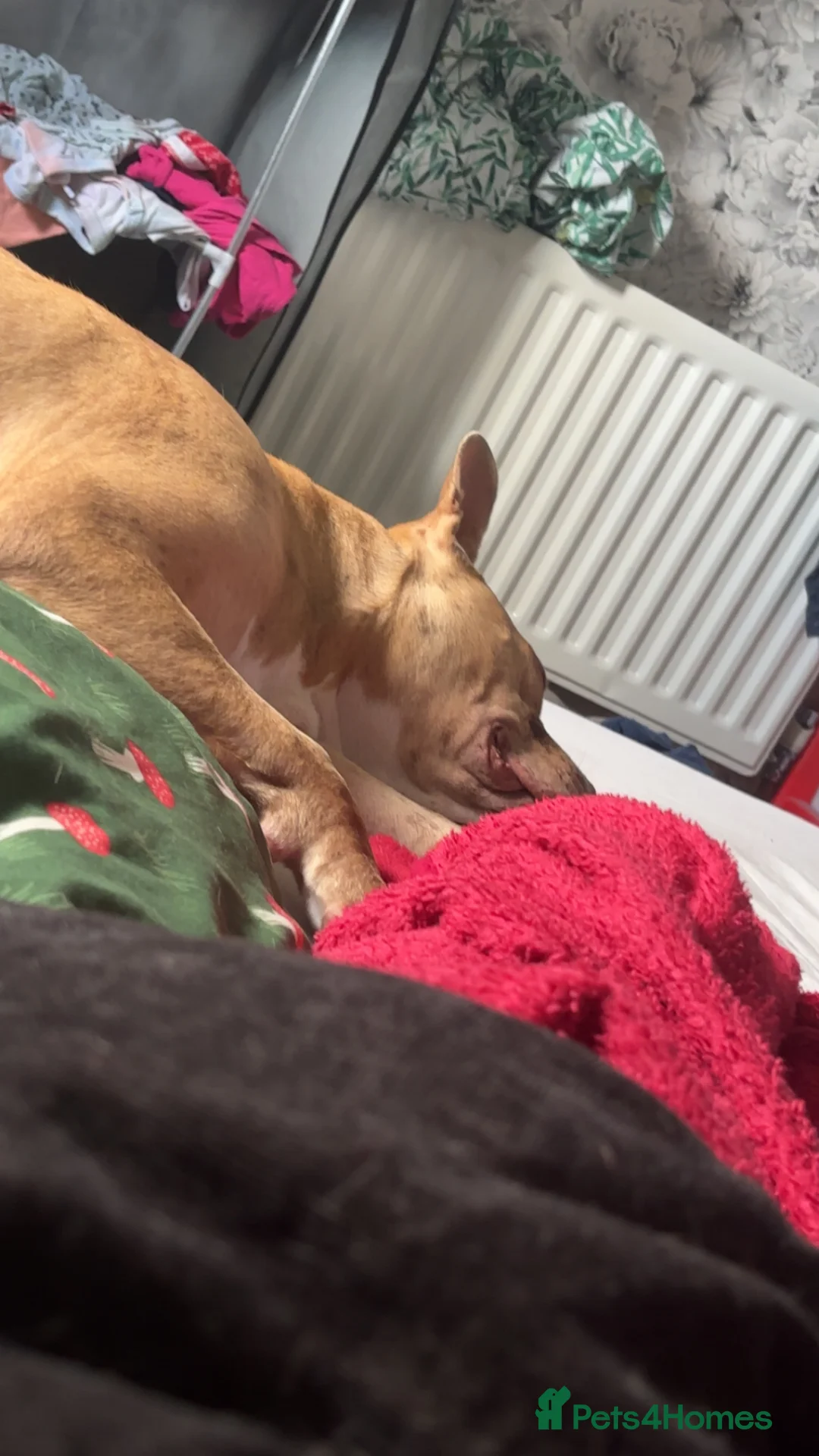American Bulldog dogs for sale: Sklyar - Advert 2