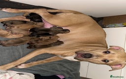 American Bully dogs for sale: American bully puppies - Image 14