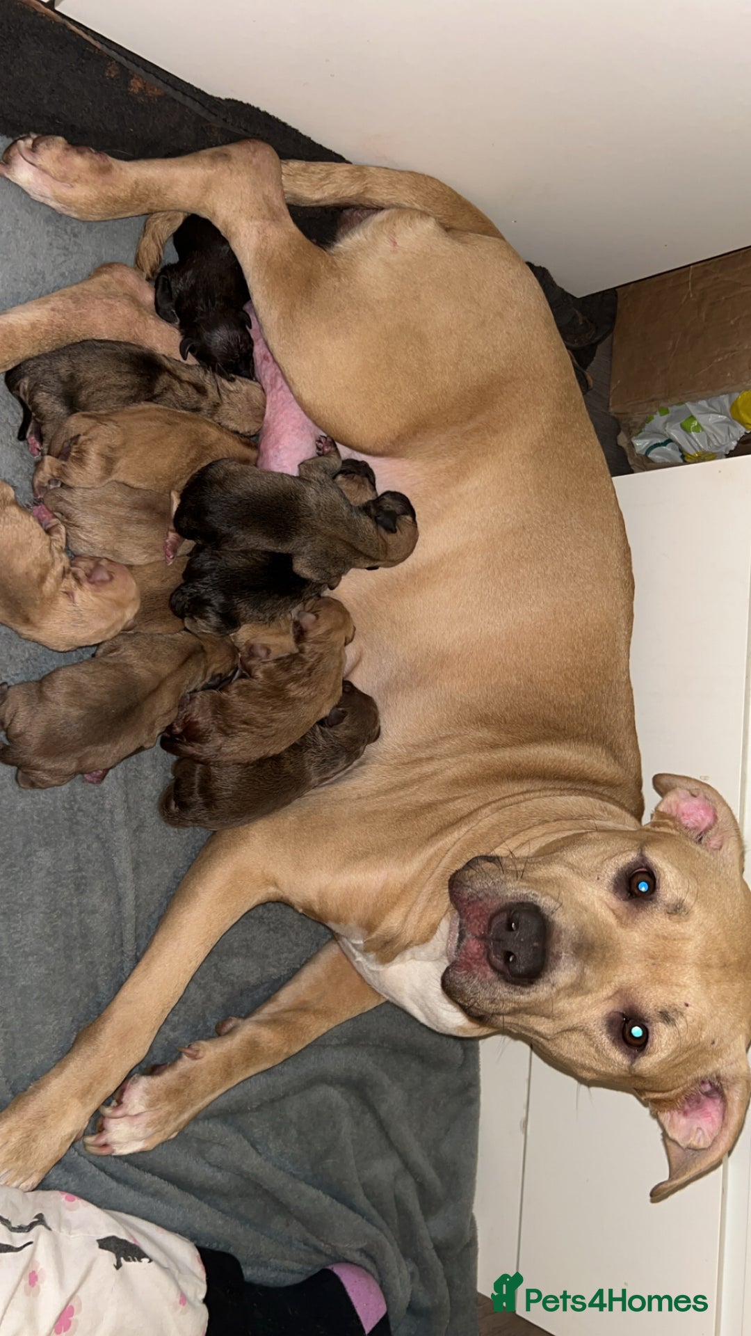 American Bully dogs for sale: American bully puppies - Image 14