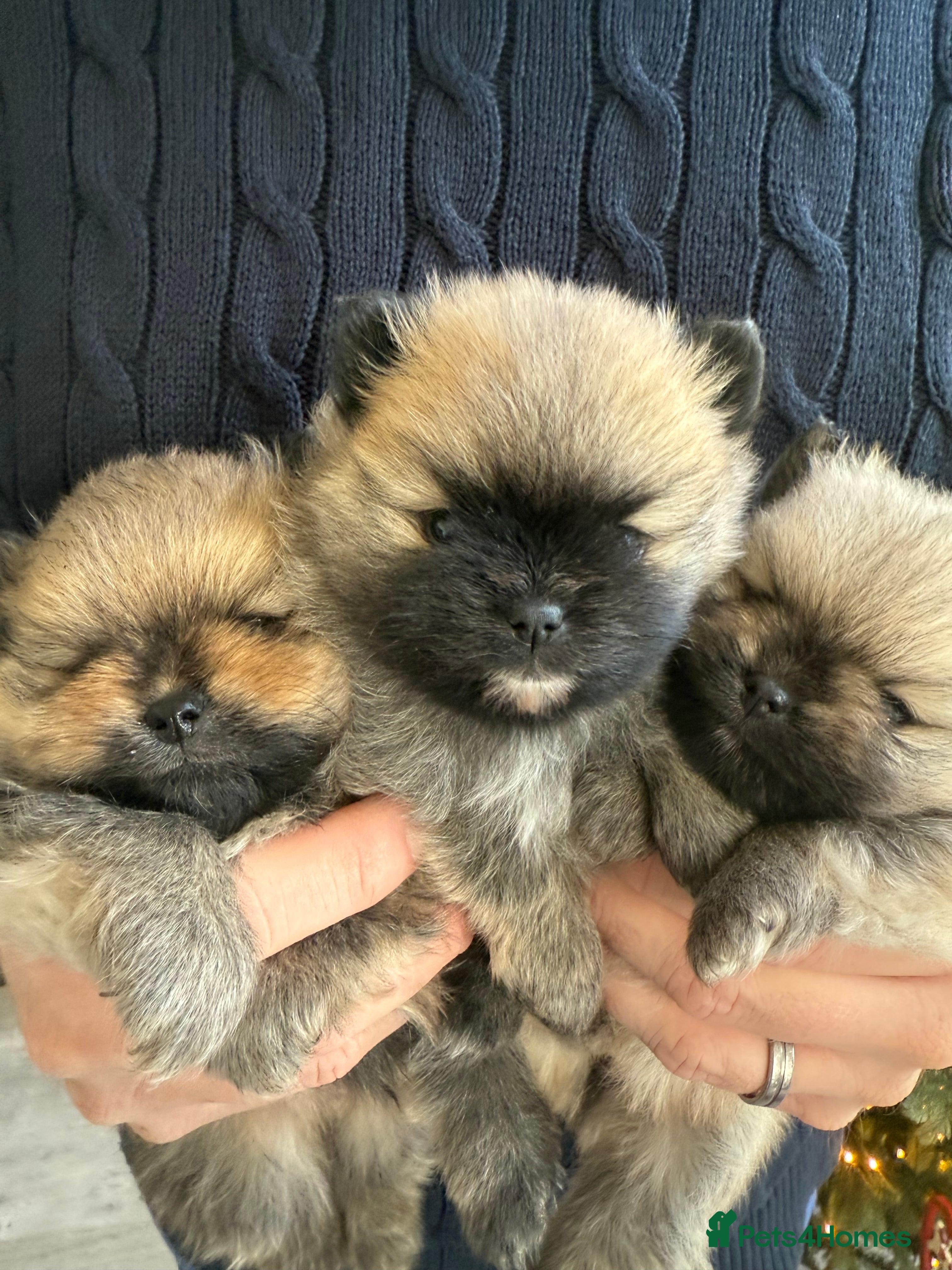 Pomeranian dogs Gorgeous small Pomeranian puppies 🧸  - Advert 3