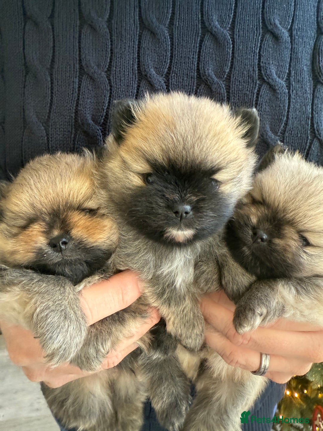 Pomeranian dogs for sale: Gorgeous small Pomeranian puppies 🧸  - Advert 1