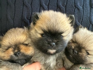 Pomeranian dogs Gorgeous small Pomeranian puppies 🧸 - Advert 1