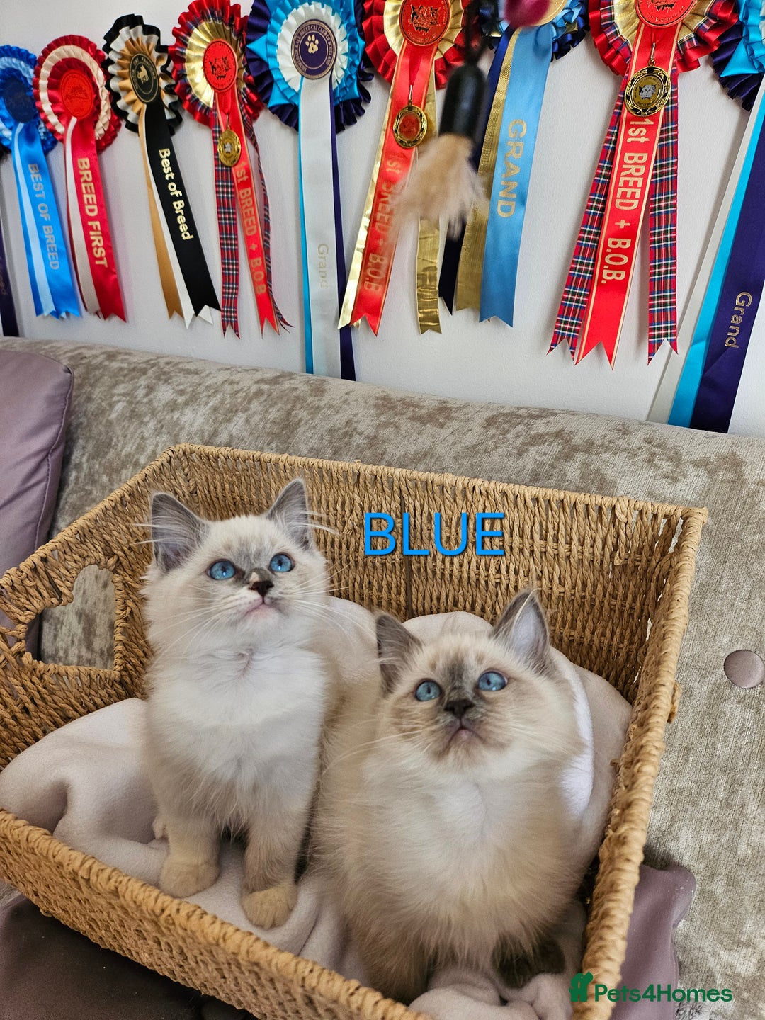 Ragdoll cats for sale: GCCF REGISTERED PEDIGREE RAGDOLL KITTENS - Image 2