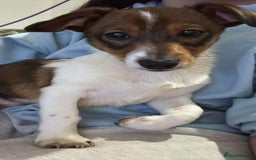 Jack Russell dogs for sale: Andalusian Terrier - Image 4