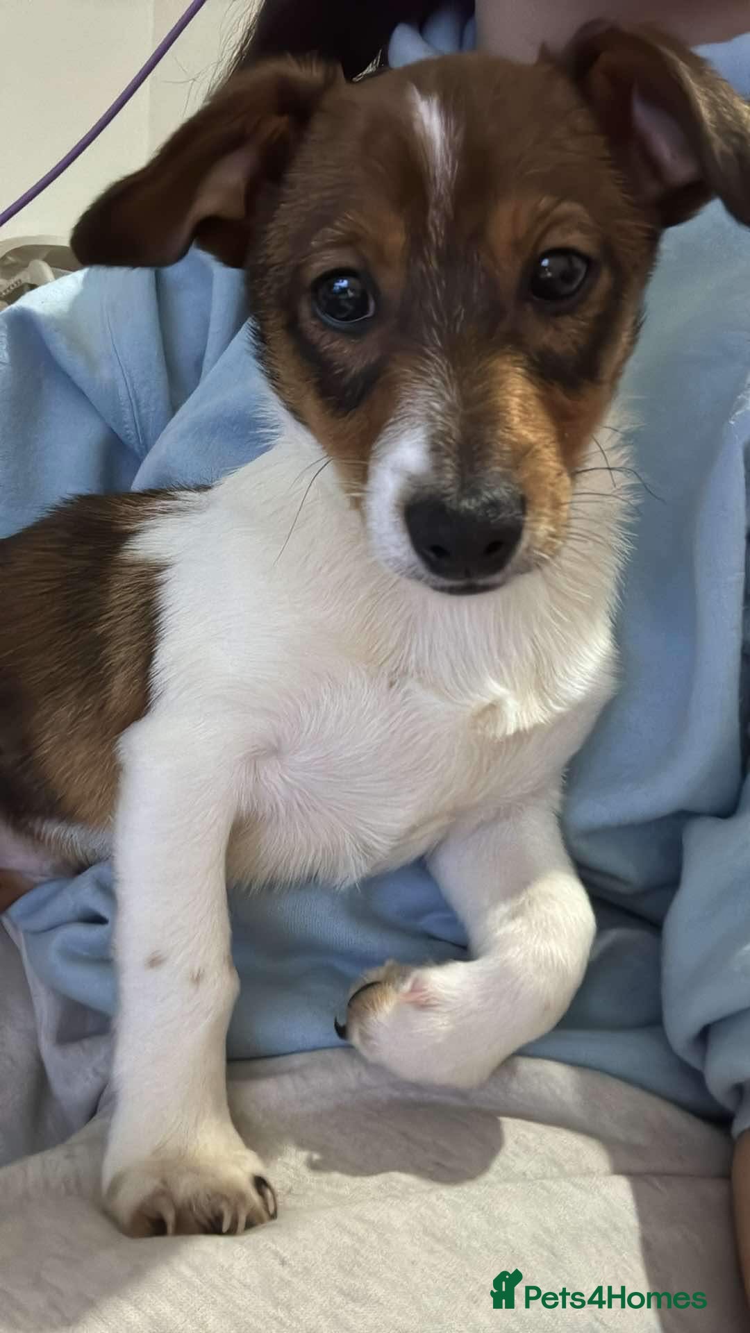 Jack Russell dogs for sale: Andalusian Terrier - Image 4