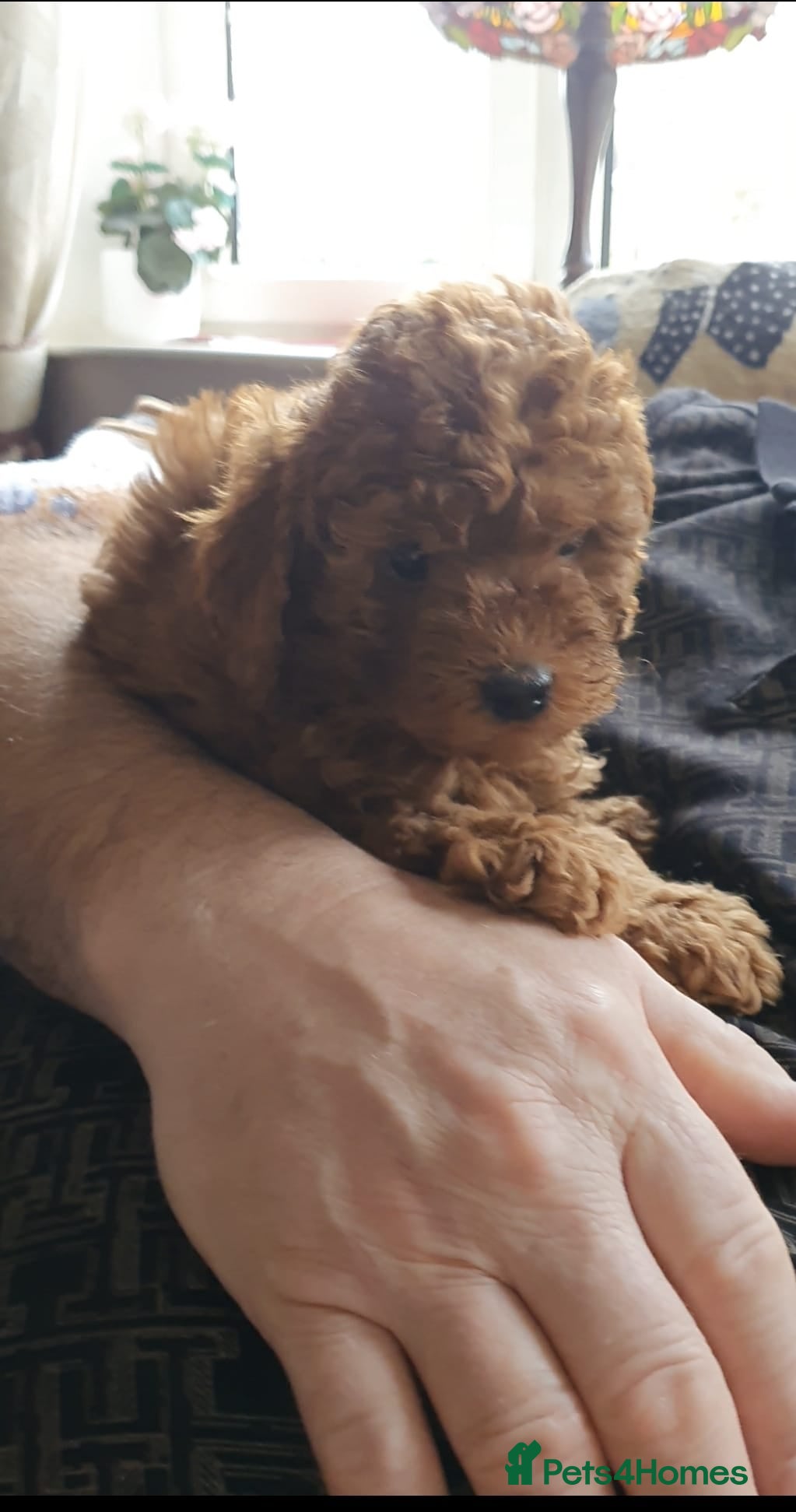 Toy Poodle dogs Deep red KC registered Toy Poodle puppies - Advert 6