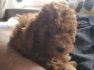 Toy Poodle dogs Deep red KC registered Toy Poodle puppies - Advert 3