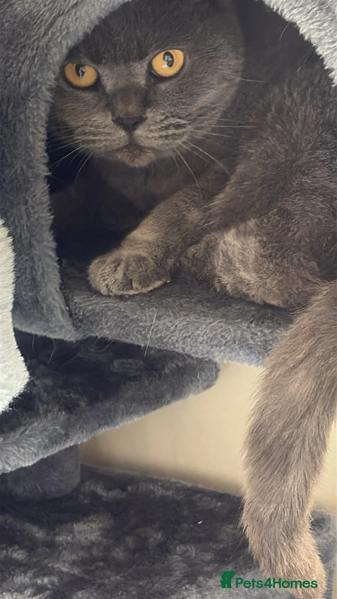 Mixed Breed cats for sale: FREE 2 cats for rehoming  - Advert 2