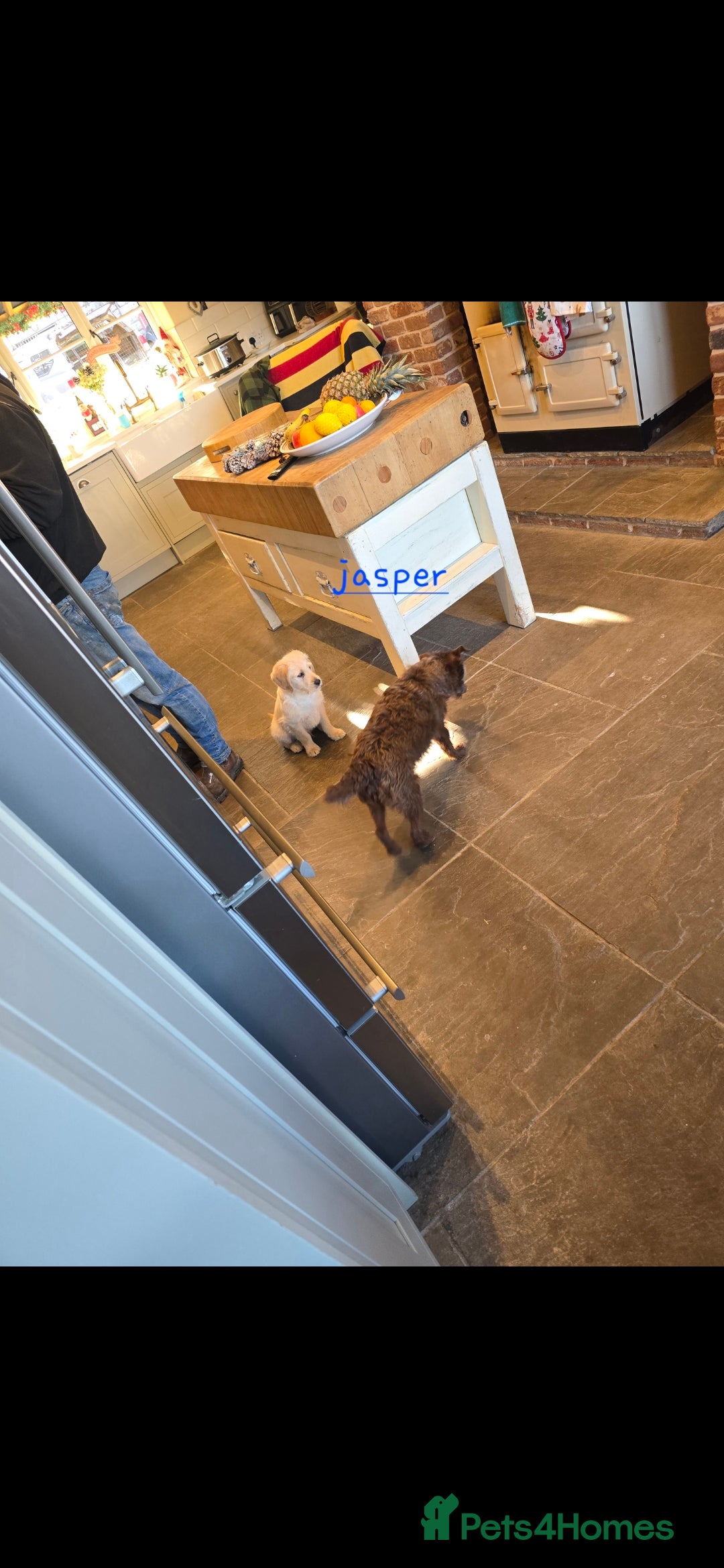 Labradoodle dogs for sale: F1 MINI LABRADOODLES ready to leave 3rd dec  - Advert 30