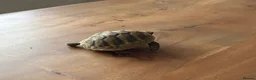 Hermann Tortoise reptiles for sale: Tony for sale complete set up  in Evesham - Advert 3