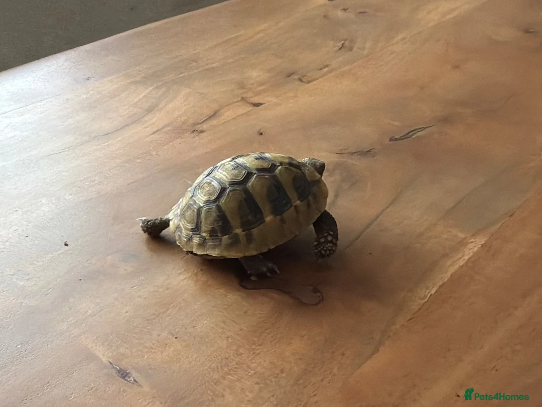 Hermann Tortoise reptiles for sale: Tony for sale complete set up  in Evesham - Advert 3