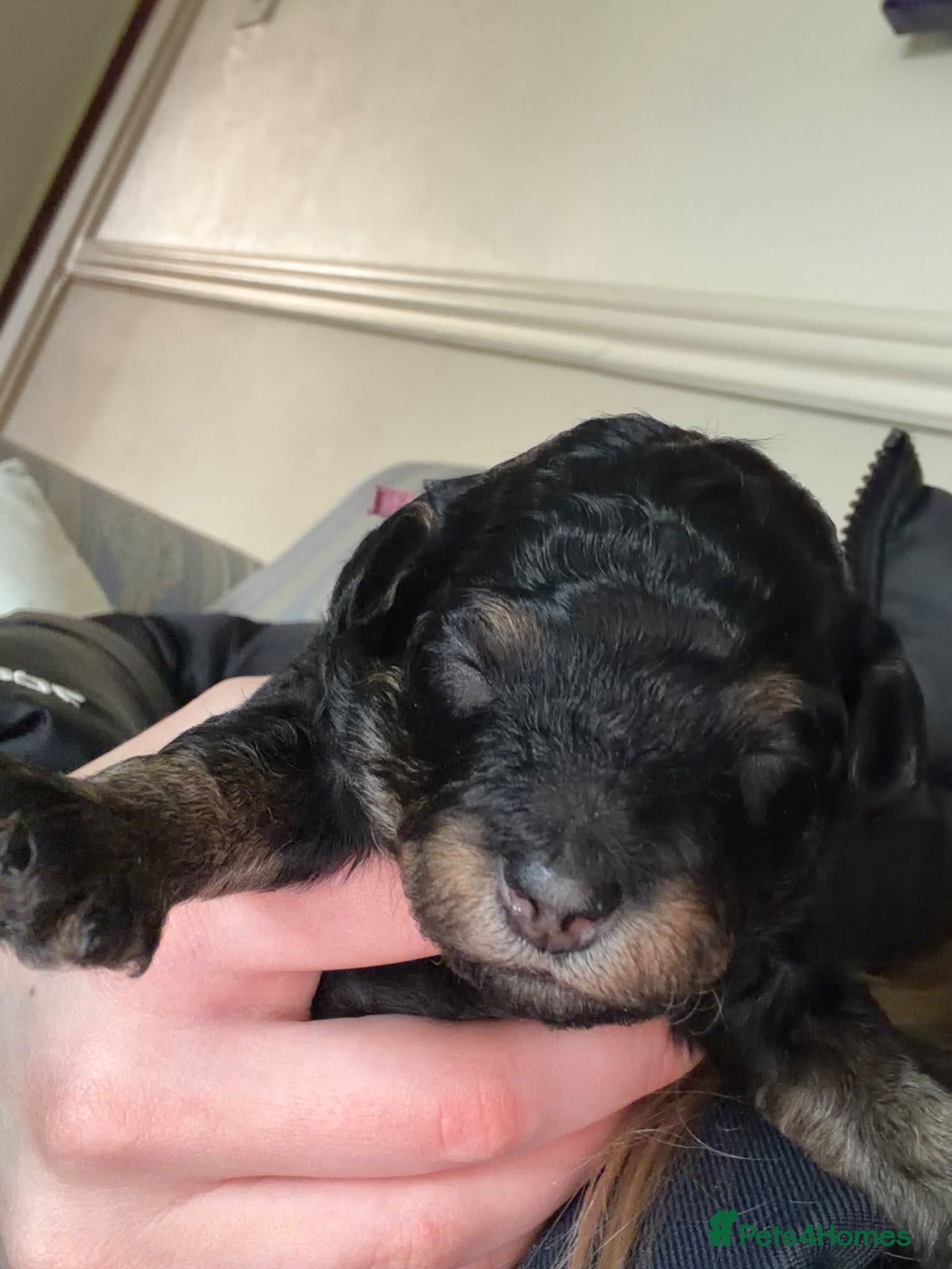 Maltipoo dogs Maltipoo puppies only 1 little girl left  - Advert 1