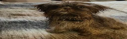 Mixed Breed dogs for sale: Imperial Shih Tzu x griffin - Advert 3
