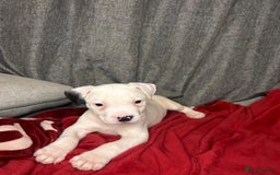 American Bulldog dogs for sale: American Bulldog - Image 11