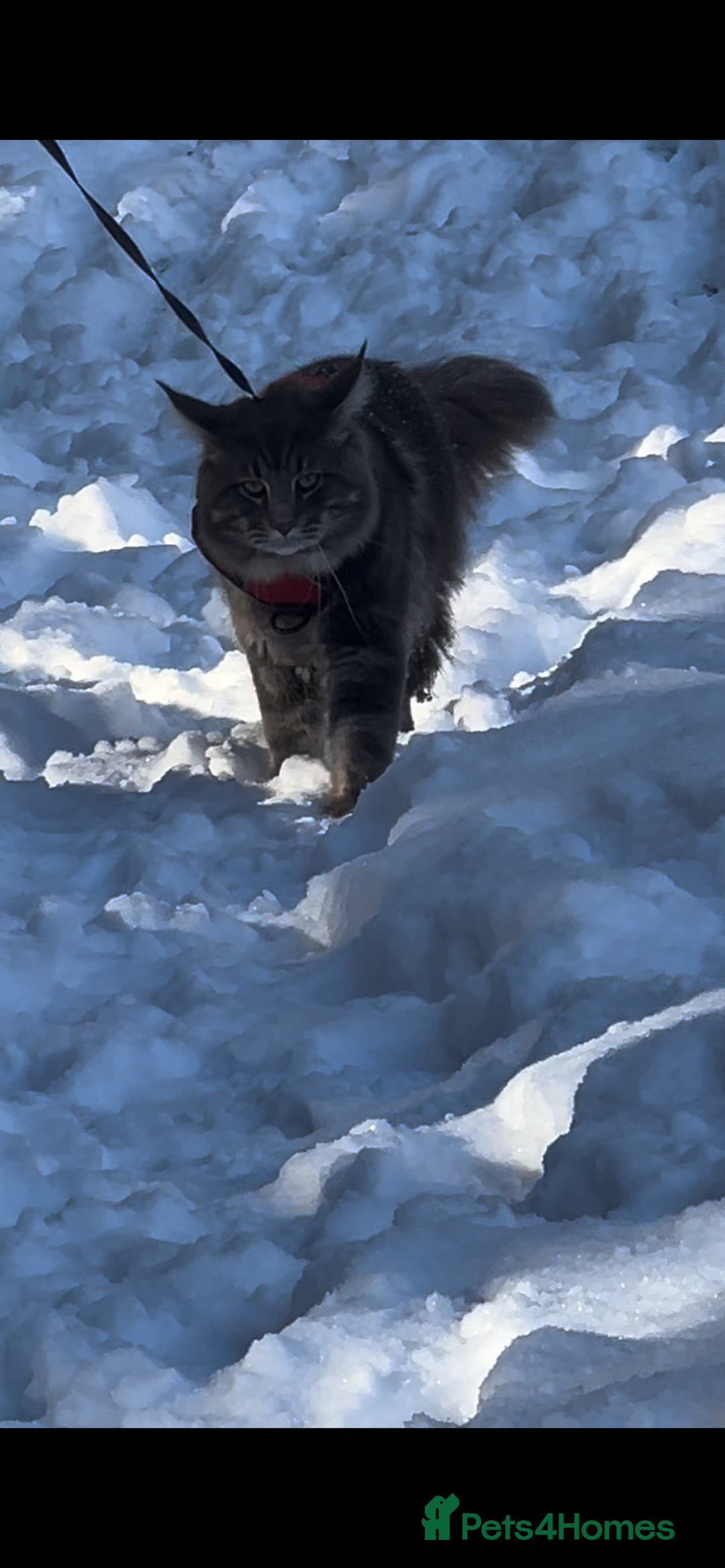 Maine Coon cats for sale: Maine coon kittens - Image 6