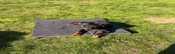 Rottweiler dogs for sale: 5 month old rottweiler - Advert 2