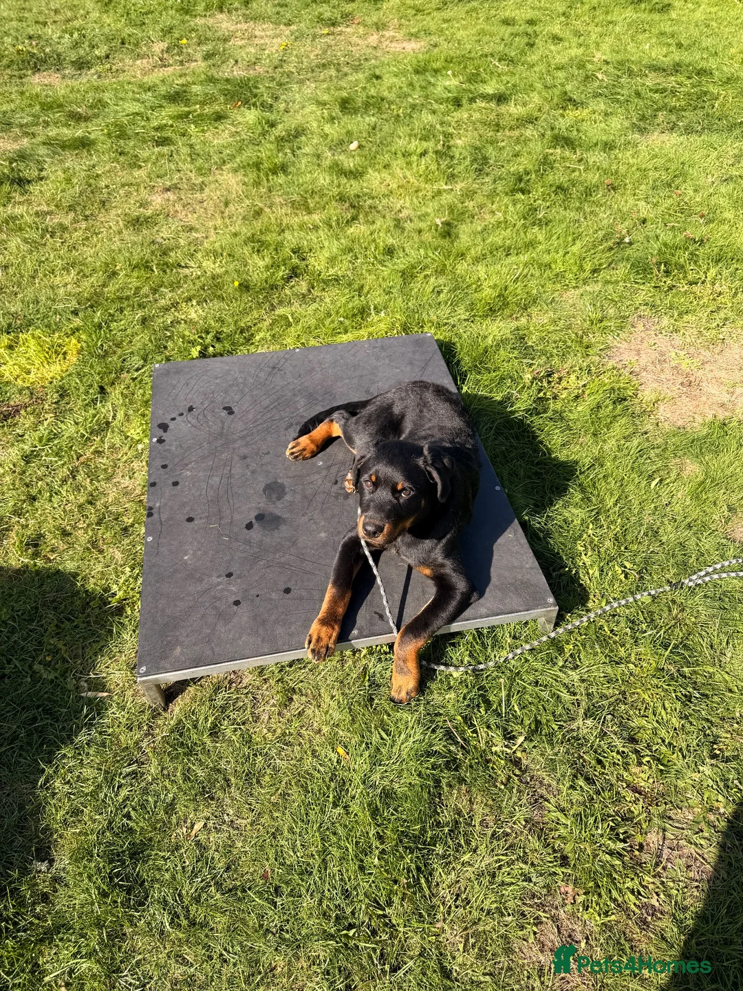 Rottweiler dogs for sale: 5 month old rottweiler - Advert 2