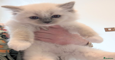 Ragdoll cats - Advert 13