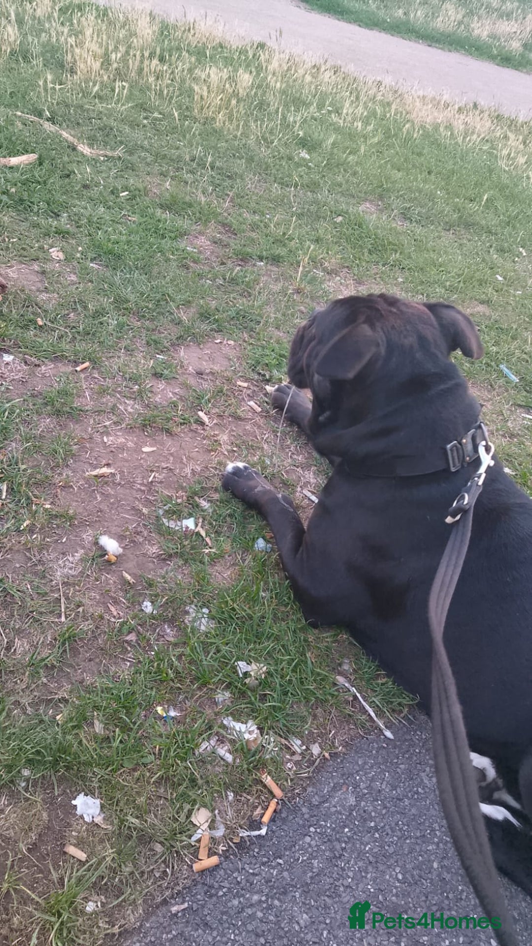 Mixed Breed dogs for sale: Cane Corso cross - Image 5