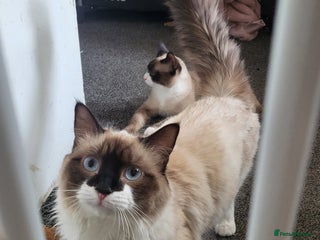 Ragdoll cats - Advert 36