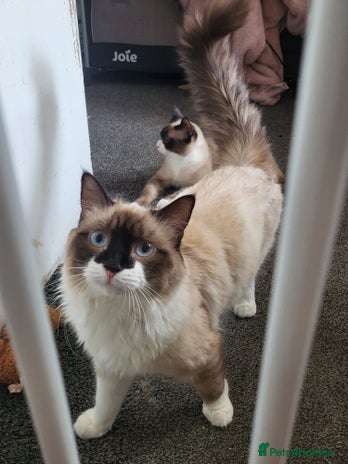 Ragdoll cats - Advert 5