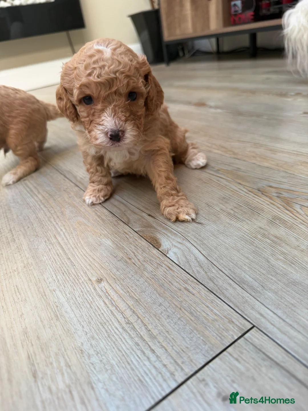 Cavapoo dogs for sale: Cavapoo puppies  - Advert 6