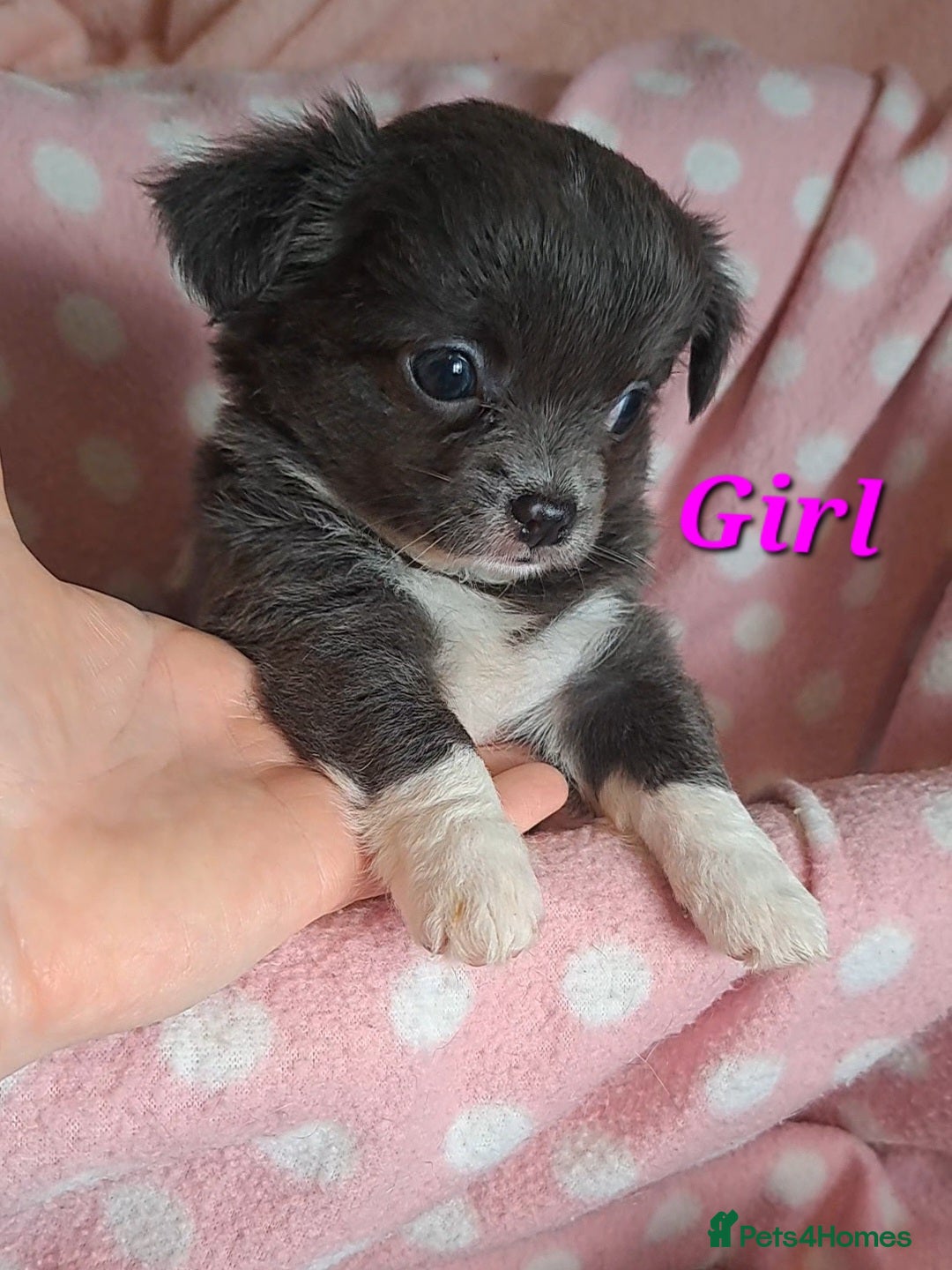 Chihuahua dogs Long Coat Chihuahua puppies for sale - Advert 8