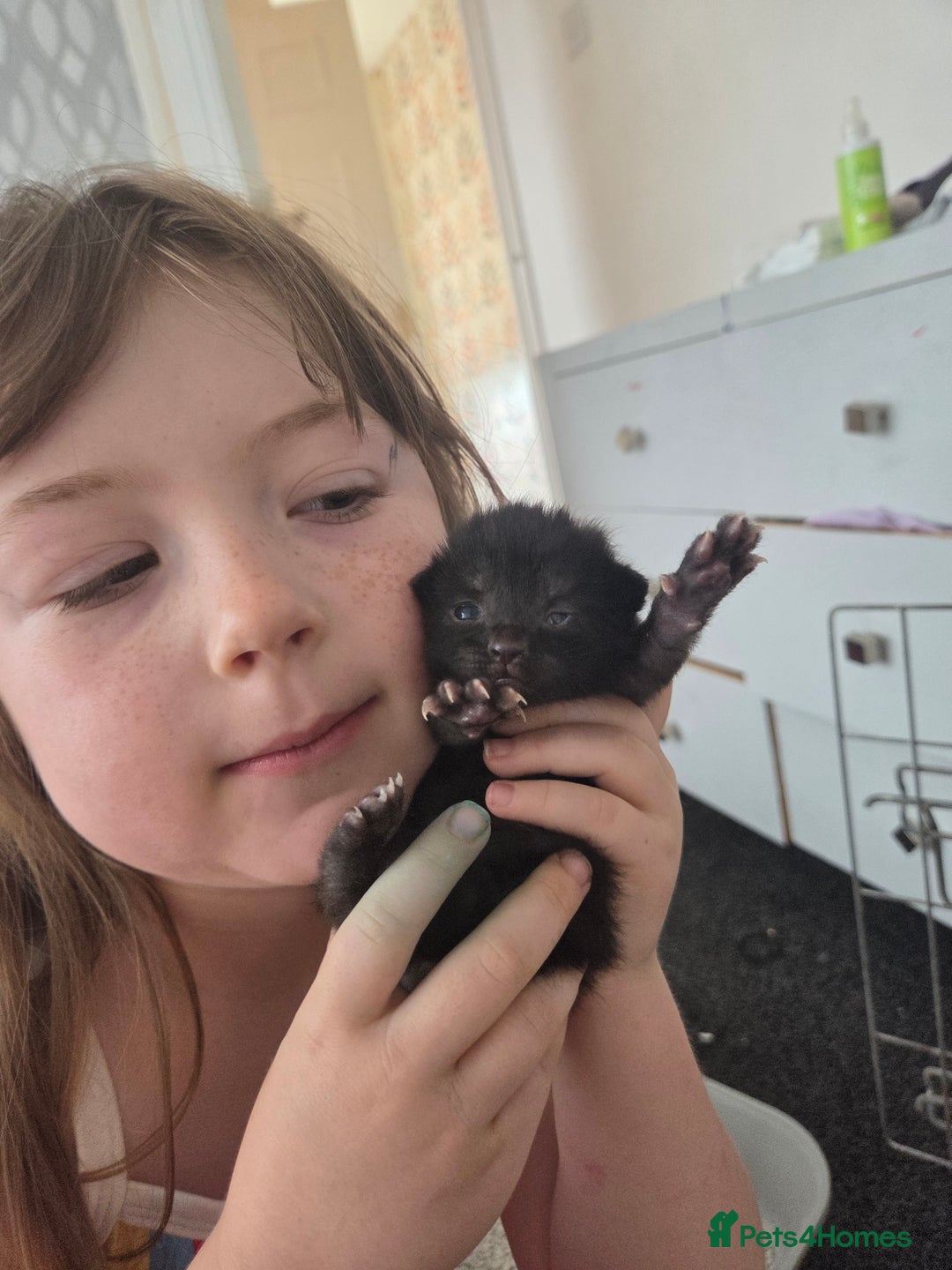 Mixed Breed cats for sale: Two beautiful girls. Ready to leave Saturday  - Image 19