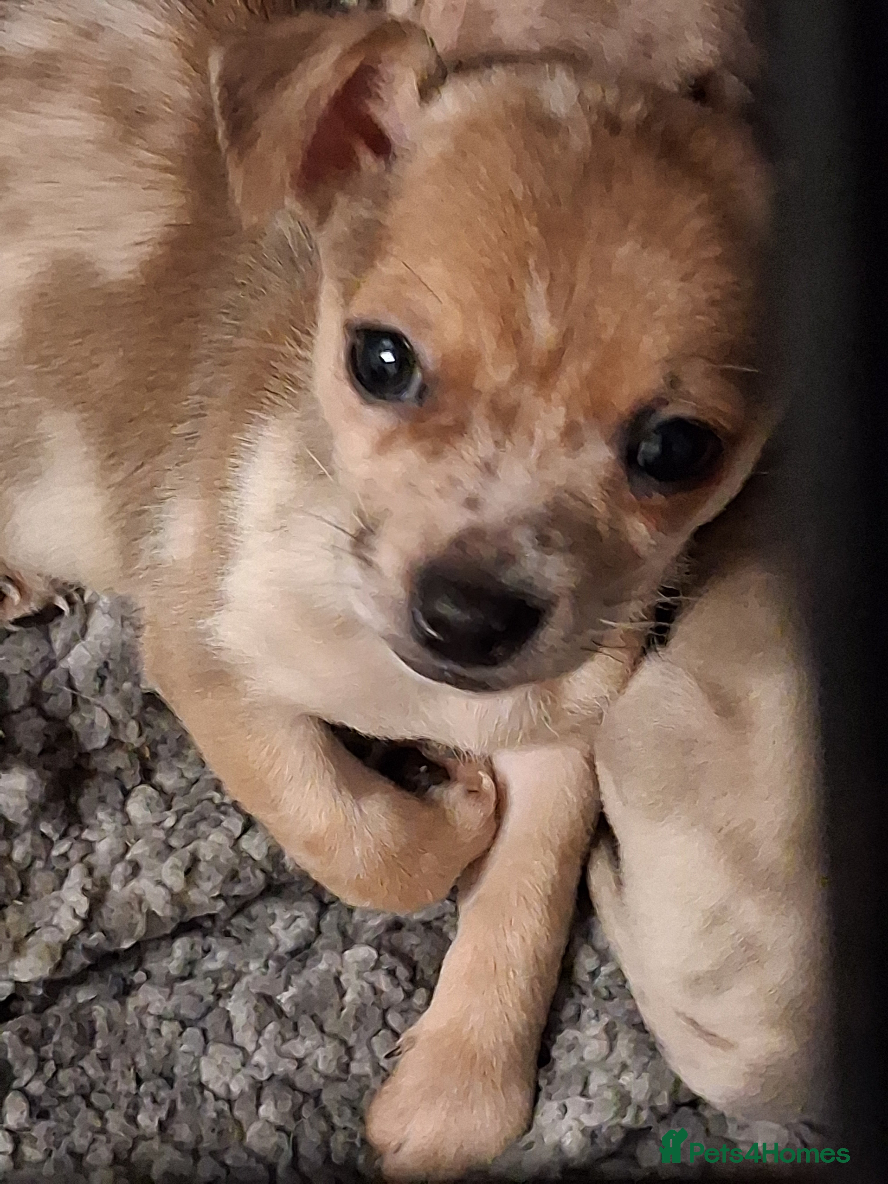 Chihuahua dogs Stunning merles - Advert 2