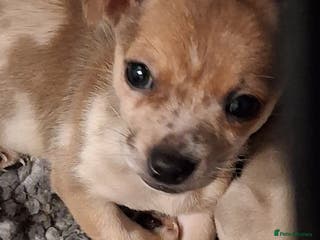 Chihuahua dogs Stunning merles - Advert 14
