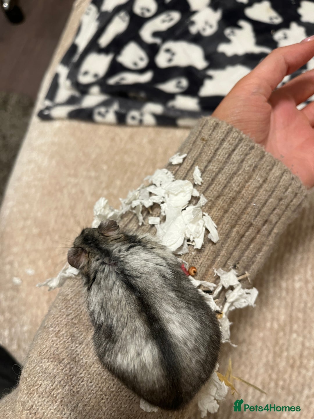 Hamster rodents for sale: RESERVED: Russian Dwarf - Advert 3