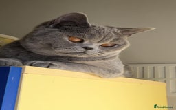 British Shorthair cats for sale: GCCF champ bloodlines Bsh - Image 28