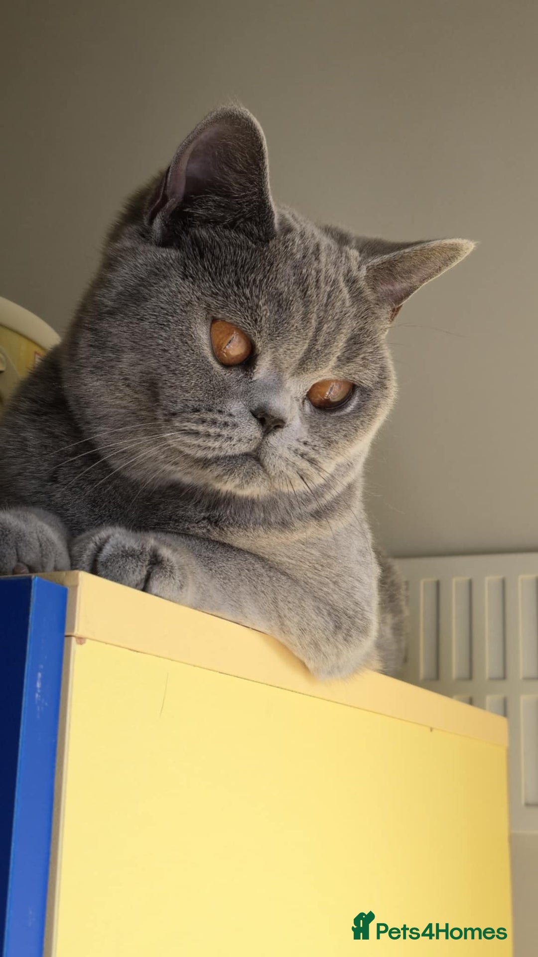 British Shorthair cats for sale: GCCF champ bloodlines Bsh - Image 28